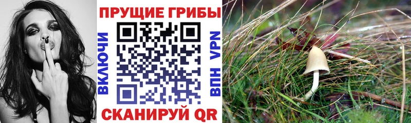 Галлюциногенные грибы прущие грибы  наркотики  Цимлянск 